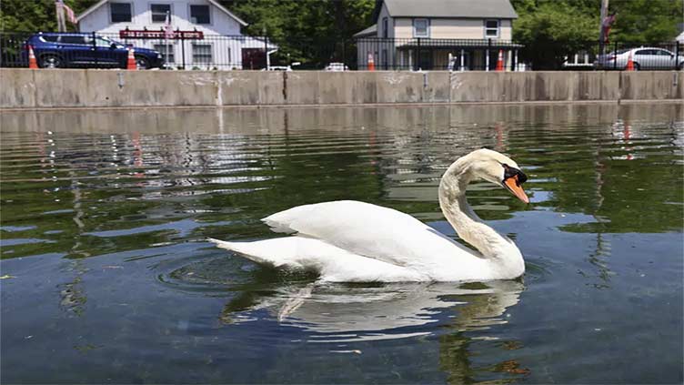 New York village mourns beloved swan that was killed, eaten. Police charge 3 teens, save babies