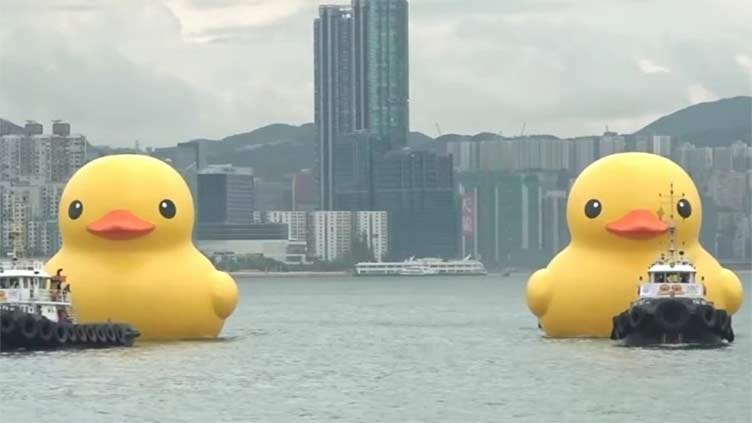 Two giant rubber ducks debut in Hong Kong in bid to drive double happiness