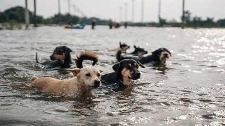 Photo of dogs in flood water is from Thailand, not 2023 Ukraine dam breach