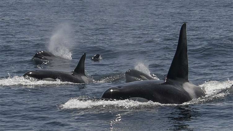 In unusual orca sighting, tour spots at least 20 killer whales off San Francisco