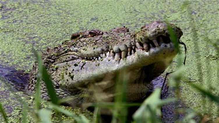 Crocodile makes herself pregnant in first known virgin birth case related to reptiles  